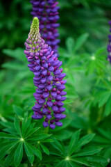 Lupinus polyphyllus