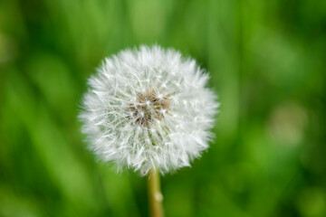 Taraxacum officinale