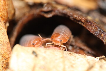 isopods woodlouse pill bugs merulanella sinodillo sp vietnam