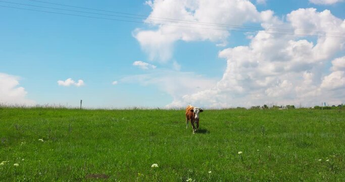 Slow Motion Amazing Milk Cow on Beautiful Green Meadow. Agriculture, Farm Animals, Animal Husbandry, Livestock, Cattle on Pasture. Rural Landscape with Cows. Agricultural and Livestock Business.