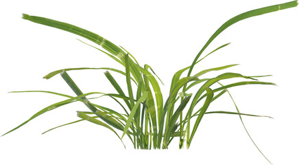 Side view of cut grass plant
