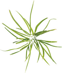 Top view of cut grass plant