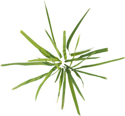 Top view of cut grass plant