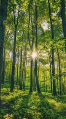 Fototapeta premium Sunlit Forest Landscape