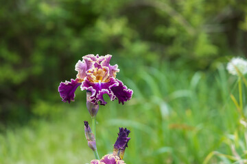 Blooming Iris - Iris in the garden, with a colorful background.
