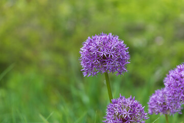 Beautiful colorful flowers in natural wild garden