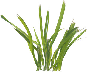 Side view of cut grass plant