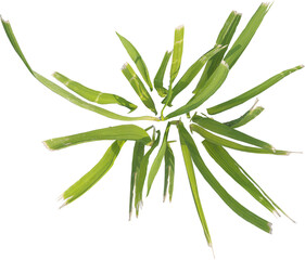 Top view of cut grass plant