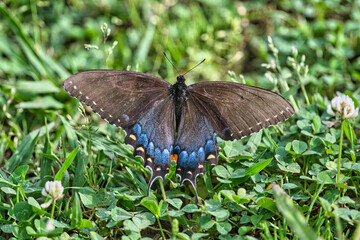 Eastern Tiger Swallowtail in Dover, Tennessee