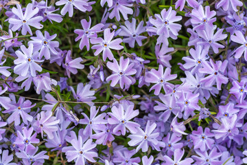 Purple phlox subulate flowers of family polemoniaceae in garden. Blooming creeping moss for landscape design. Bright perennial herbaceous plant covering ground. Growing violet colors of nature carpet.