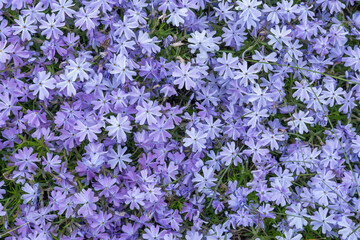 Fototapeta premium Purple phlox subulate flowers of family polemoniaceae in garden. Blooming creeping moss for landscape design. Bright perennial herbaceous plant covering ground. Growing violet colors of nature carpet.