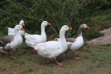 
Group of geese walking free on rural farm. Row of geese. Farm animals. Domestic birds. Poultry industry.