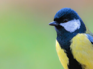 Portrait of a great tit. The picture shows a male tit against a green brown  background.