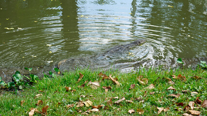 lizard in the lumpini park in bangkok