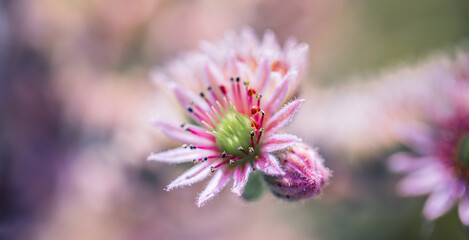 Vivid colorful closeup of pink purple cactus flower in bloom. Summer floral garden macro. Sunny exotic plants, close-up nature, detail macro texture bright blooming Mediterranean cactus