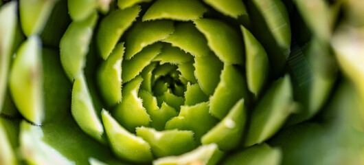 Panoramic macro view agave cactus, abstract summer natural pattern background, dark green toned. Artistic beautiful fresh green leaves highlighted by the sun. Top view of bright green succulent plant