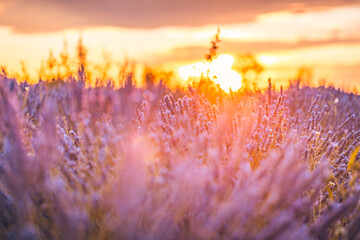 Closeup dream view of French lavender field at sunset sun rays. Sunset flowers meditation inspire...