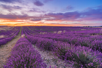 Obraz premium Wonderful nature vacation landscape. amazing sunset scene blooming lavender flowers. Moody sky, pastel colors on bright landscape view. Majestic dream floral panoramic meadow nature lines and horizon