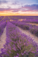 Wonderful nature vacation landscape. amazing sunset scene blooming lavender flowers. Moody sky,...
