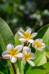 Peaceful white tropical flower Frangipani over beautiful green blur lush foliage, sunny exotic garden. Tranquil nature closeup, romantic, love Plumeria. Spa, meditation inspire floral macro. Wellbeing