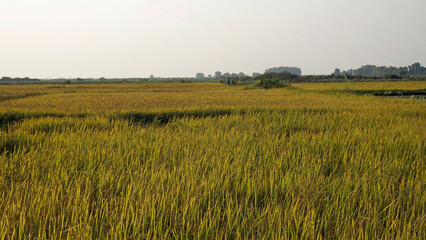 rice filed in siem reap