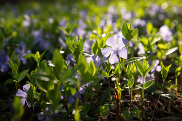 Blooming periwinkle in the garden. Flowers in the garden. 