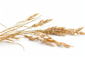 Close Up of Bunch of Wheat on White Background