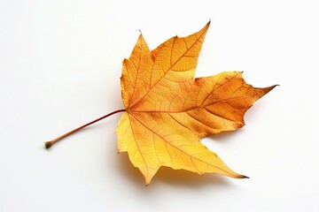 Fototapeta premium Yellow Leaf on White Surface