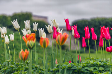 spring flowers tulips in the city on the street with a view of the urban architecture, nature on the city street