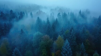 A forest with a thick fog covering the trees. The fog gives the forest a mysterious and eerie atmosphere. The trees are tall and dense, with some of them covered in snow