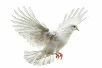 Fototapeta premium White Bird Soaring Through the Sky