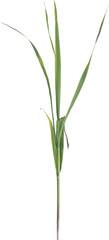 Side view of grass plant