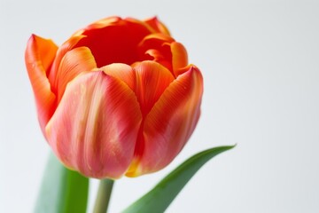 Close-Up of a Flower on White Background
