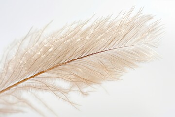 A feathery white feather is shown in a close up