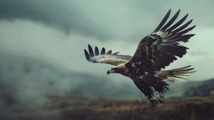 an eagle in the wild