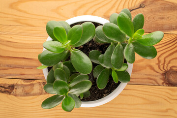 Homemade flower, Crassula ovata, in a ceramic pot on a wooden table, macro, top view.