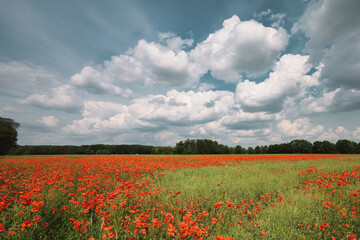 Mohn - Ecology - Beautiful summer day. Red poppy field. - Flowers Red poppies blossom on wild...