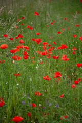 field of poppies