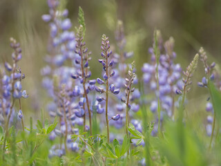 beautiful blue purple lupine blooming in spring