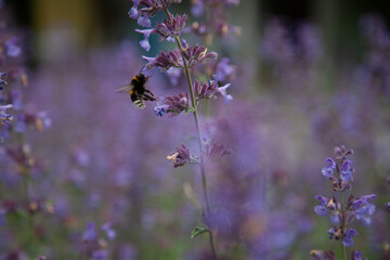 bee on lavender