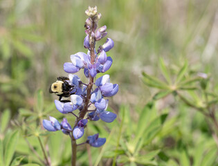 a bumblebee gathers from a beautiful blooming lupine in spring