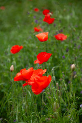 red poppy flowers