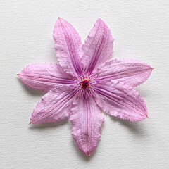 clematis pink mauve on white textured paper background