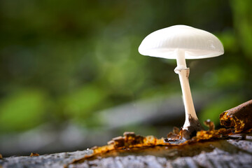 A delicate white mushroom grows on a dark, textured log. The blurred green background adds to the...