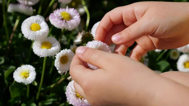 Little hands tenderly hug snow-white daisy decorating flowerbed. Light touches caress fragile daisy petals and green leaves. Park daisies bring joy to little girl who discovers beauty world around.