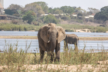 Elefante africano salvaje en la sabana de Sudáfrica: un safari de vida salvaje