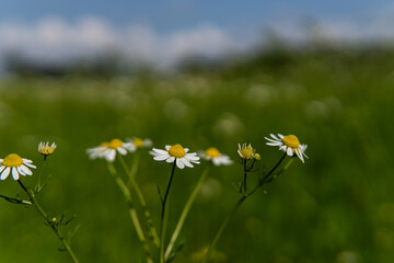 Green grass and chamomile in the meadow. Soft focus.