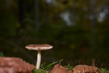 A solitary mushroom with a slender stem and brown cap stands amidst green moss and fallen leaves, set against a blurred forest backdrop.