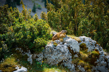 Alpine marmot (Marmota marmota) in Ordesa valley, pyrenees