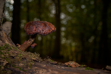 Close-up of a rusty brown mushroom on a moss-covered tree trunk, set against a blurred forest background.